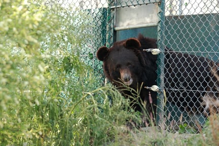 Bear emerging from quarantine area in a sanctuary