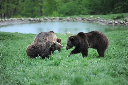 Bears at Zarnesti Sanctuary in Romania