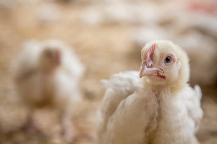 We're working with KFC to improve the welfare of chickens