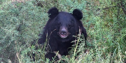 An Asian black bear sitting in the sanctuary. The bottom half of their body is hidden behind tall green grass. They have round ears and the tip of their muzzle is a light grey colour.