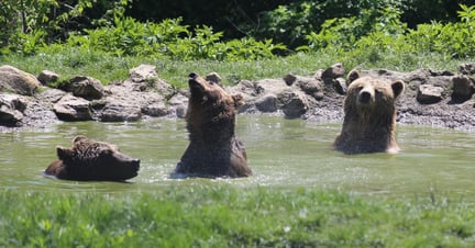 bears playing in water at the Libearty Sanctuary
