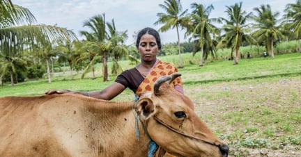 Making it simple – protecting animals from disasters in Tamil Nadu, India 