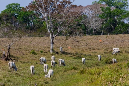 Cattle grazing on deforested land in Acre, Brazil