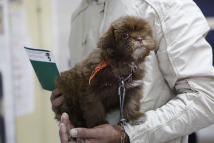 A small fluffy brown dog sits in their owner's hands. It's wearing an orange bandana around its neck.
