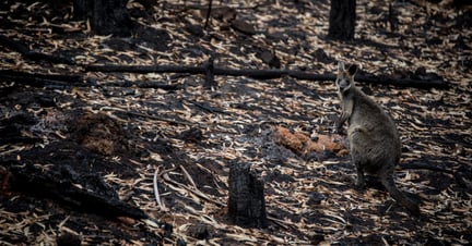 Kangaroo in burned bush after Australian bushfires
