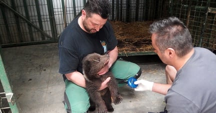 Florin is looking after a newly rescued bear cub. He holds her still while the vet examins her.