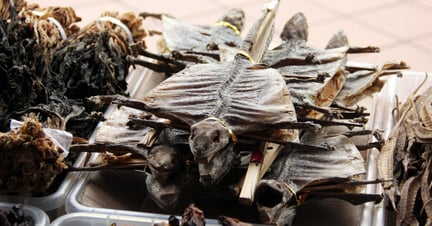 Bodies of Lizards dried for use in traditional medicine in a Chinese Pharmacy in Singapore - World Animal Protection