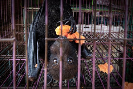 A captive bat eating fruit, at a market in Jakarta, Indonesia