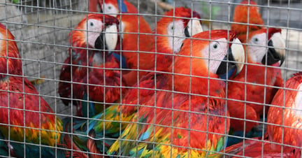 Macaws being kept in a cage