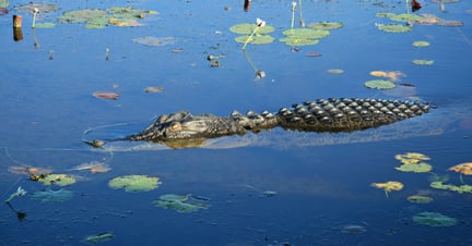A large saltwater crocodile in Kakadu National Park, in Australia’s Northern Territory. 
