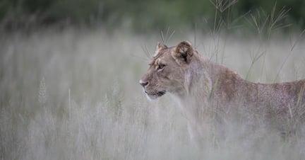 A lioness striding through long grass