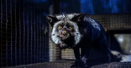 A silver fox at a fur farm