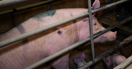 Pig in small enclosure on factory farm