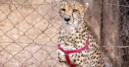 A cheetah is caged for 'walk with' interactions in Zambia which are advertised as conservational activities.