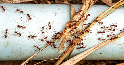 Ants crawling over pipe and dried grass