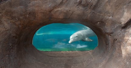 A captive dolphin peeking through a window that allows visitors to see