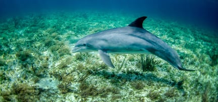 Dolphin-Expedia-News
