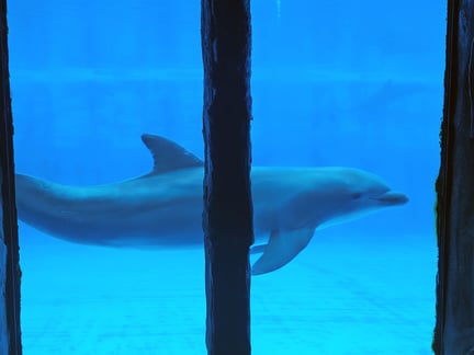 A dolphin swims in it's enclosure in Aqualand.