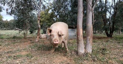 A free range pig roaming around in its pen