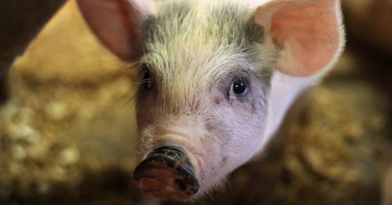A piglet looks intently into the camera.