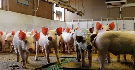 Pigs in China are pictured in some improved welfare conditions.