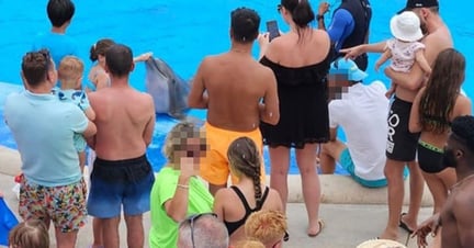 A crowd of tourists surround a bottlenose dolphin in Aqualand, Tenerife, Spain.