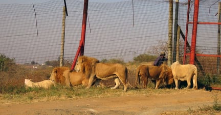 Captive lions are pictured pacing along a fence where they are kept until hunted.