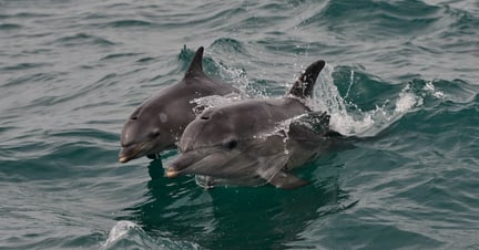 Two dolphins can be seen swimming in the wild