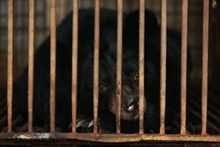 A bear from Vietnam bear bile farm sits behind cage bars