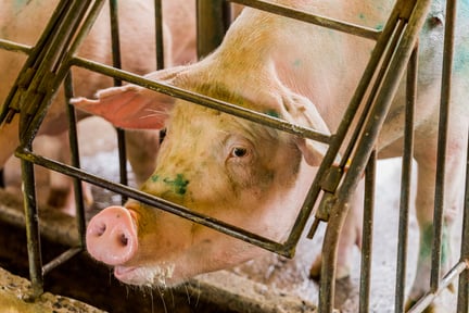 Pregnant mother pigs live in cramped cages (gestation crates) where they can barely move with no enrichment.