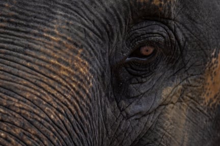 A close up photograph of an elephant's face. The eyes can be seen in great detail.