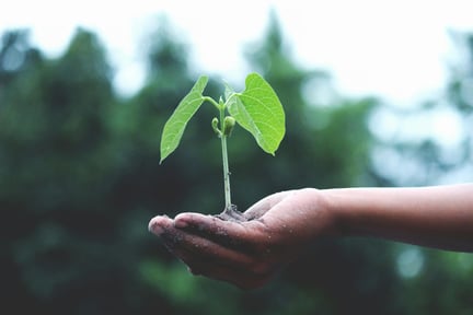 A hand holding a seedling with trees in the background