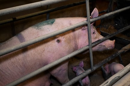 A pig in a confined farrowing cage with her piglets