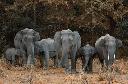 A heard of elephants in the wild