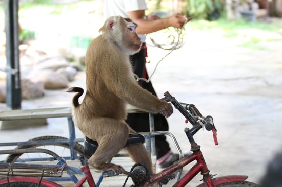 A monkey rides a small red bicycle, holding the handlebars. A person stands in the background with a rope.
