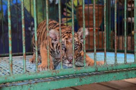 A young tiger crouches behind rusty green bars in its cage.
