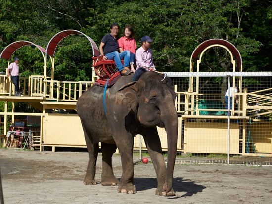 A person photographs a family of three riding an elephant in an outdoor park.