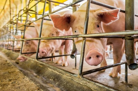 Caged pig