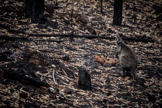 Kangaroo in burned bush after Australian bushfires