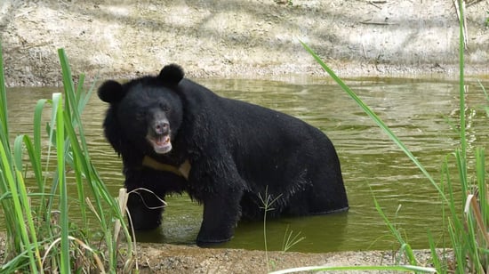 Chinh the bear at FOUR PAWS Ninh Binh sanctuary