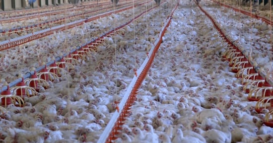 10 things you should know about factory-farmed meat chickens