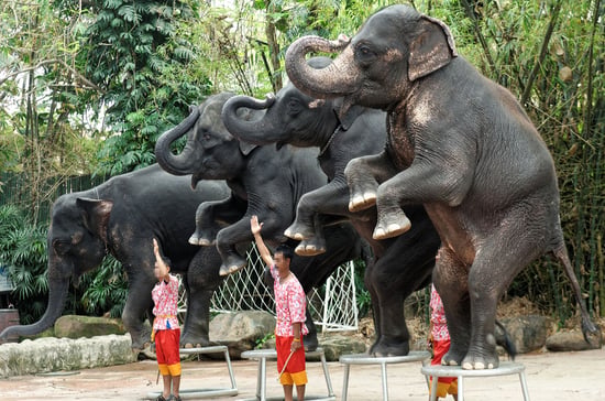 Animals in entertainment