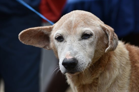 Pupi, one of the community dogs in Sierra Leone.