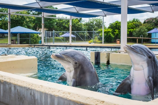 dolphins in captivity