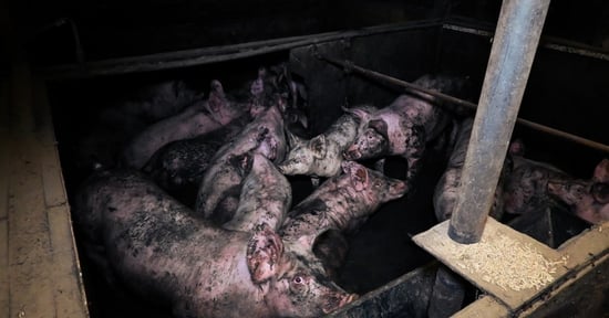 Pigs on a factory farm covered in mud and dirt