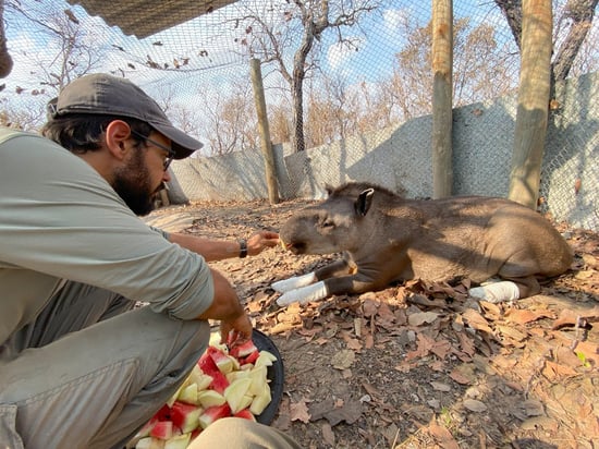 Valente the tapir receiving fruit from a carer