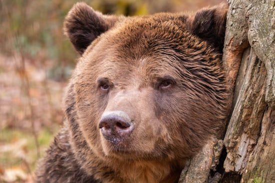 Close up photograph of a bear