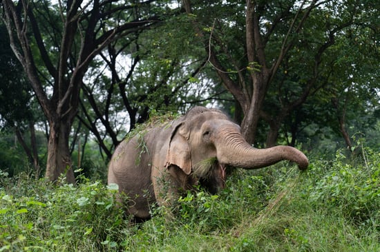 A solitary elephant strides through a lush landscape of grass and trees.