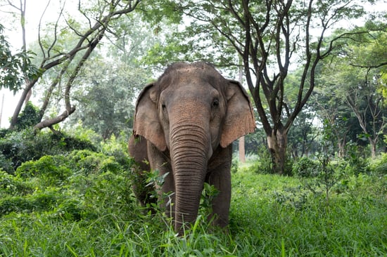 A solitary elephant strides through a lush landscape of grass and trees.
