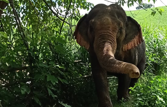 An elephant walking towards the camera with greenery and trees in the background